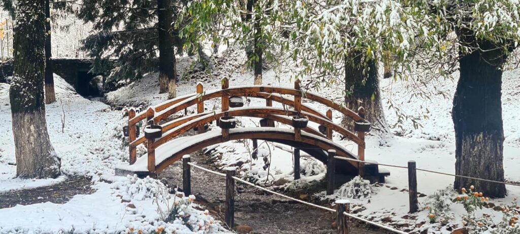 Kartolinë nga Puka, mjellmat notojnë në liqenin e rrethuar nga dëbora! 3 261749896 268845861946918 2448407159797567339 n