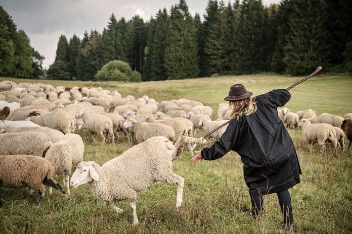 Nga Alpet e Zvicrës në programet e Ivy League në SHBA, shkollat e barinjve aspak risi për vendet e zhvilluara 71166765 young sheepherder woman catches sheep sheep farming Giengen on the Brenz River Baden Wuerttemberg Germany 696x464 1