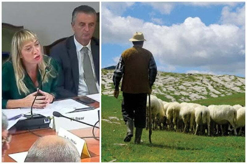 Ministrja iu premtoi panele diellore dhe shkollë/ Barinjtë mesazh Krifcës: Në shkollë të shkojnë politikanët, ne kemi “shkollën e jetës” 800 0 618d10a2dd5ab
