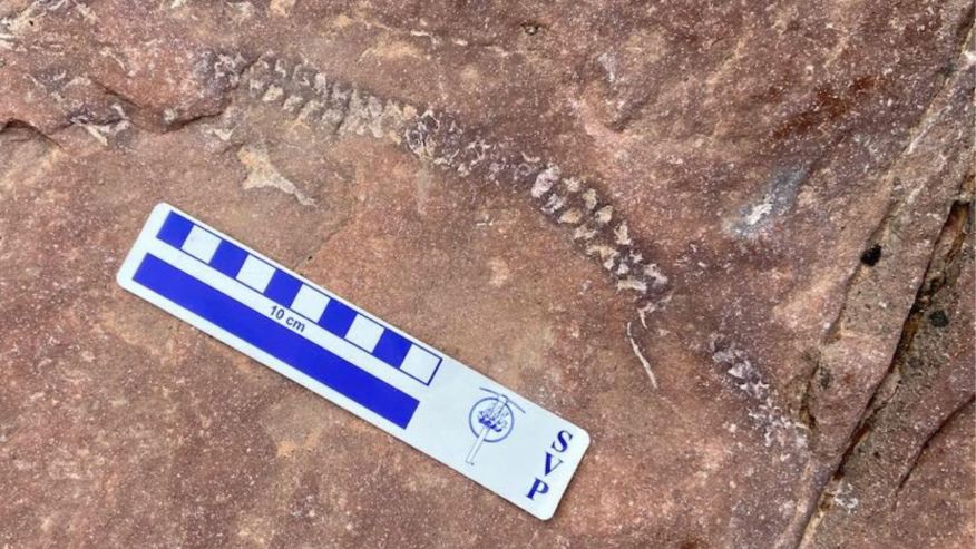 Gjendet skeleti 290 milionë vjeçar në SHBA skelet