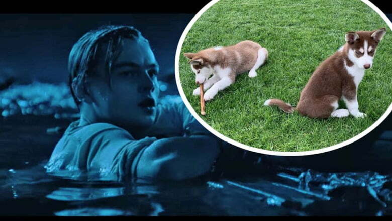 Leonardo DiCapro hidhet në ujin e ngrirë të liqenit, shpëton dy qentë e tij nga mbytja leonardo