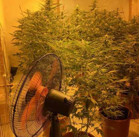Durrës/ Kultivonin kanabis me llamba, arrestohen babë e bir. Në pranga dhe 3 punonjës të OSHEE (Foto) shtepia e barit shenavlash 1 e1638800478401 456x450 1