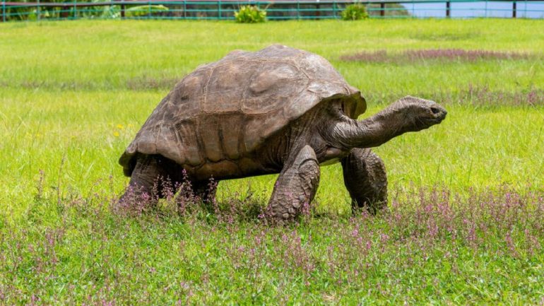 Breshka më e vjetër në botë do të mbushë 190 vjeç turtle 770x433 1