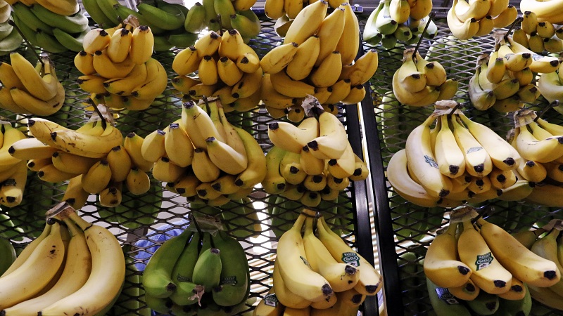 Importet e bananeve u dyfishuan në dekadën e fundit, kryesojnë Ekuadori dhe Kolumbia banane