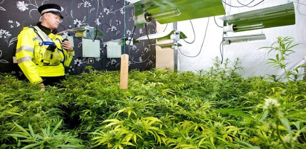 Shqiptari kapet në “shtëpinë e barit”: Lëvizte nëpër Angli me kartë identiteti false cannabis11
