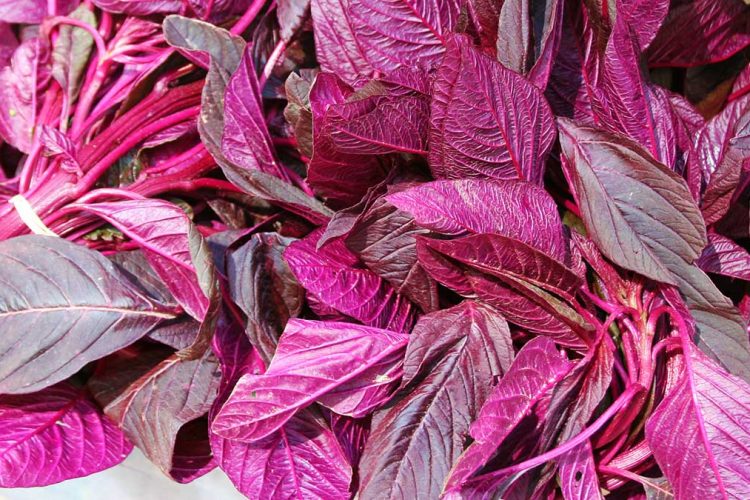 Spinaqi i kuq, perimja që lufton Aneminë u4 3