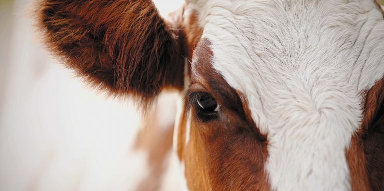 Shfaqet sëmundja e brucelozës në një fermë në Memaliaj, karantinohen bagëtitë brucellosis b19 czv ocular header 770x383 1