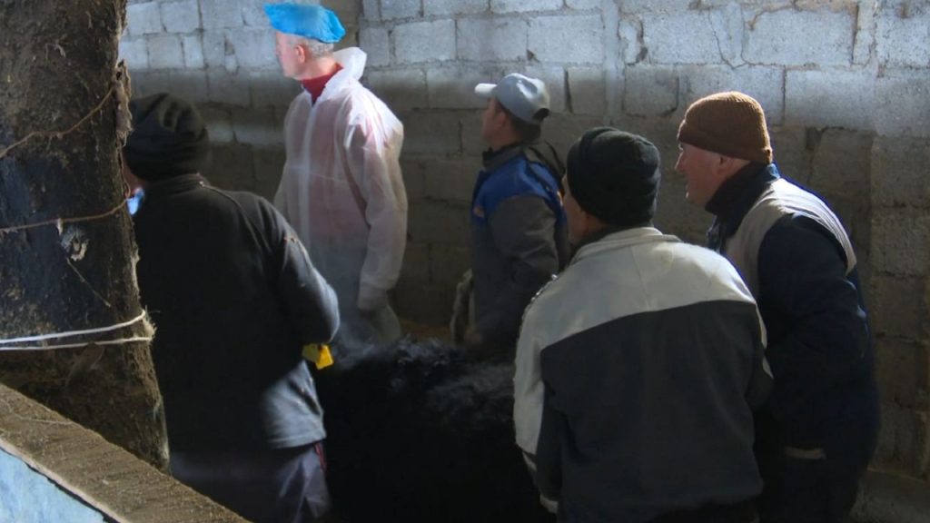 elbasan bruceloza tepelene ferme