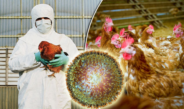 Ministria e Bujqësisë për gripin e shpendëve: Është konfirmuar në Durrës, Dibër dhe Korçë! foto Avian Influenza 1