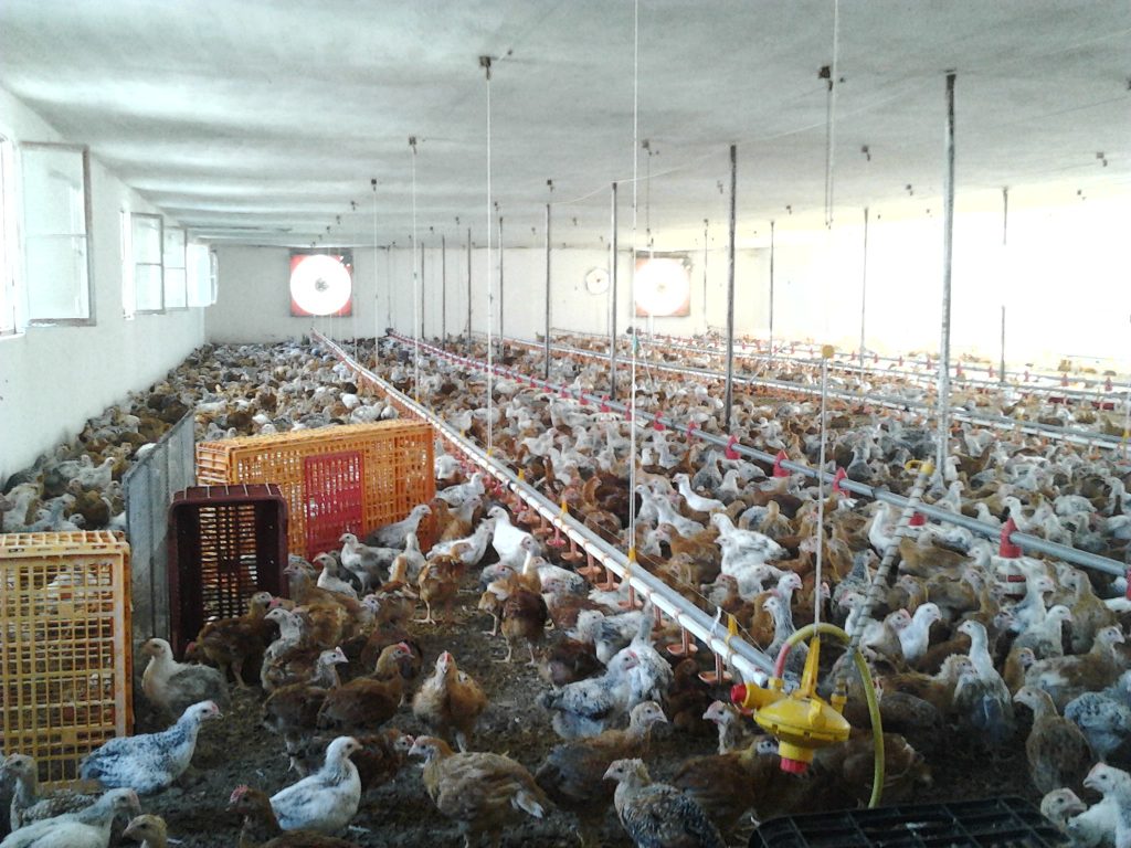 Mbi 400 mijë pula të ngordhura, reagon përgjegjësi i Bujqësisë për Durrësin pularia ke de farm