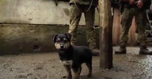 VIDEO / Njihuni me Rambon, qenushin endacak që mbron ushtarët ukrainas rambo dog ukraine