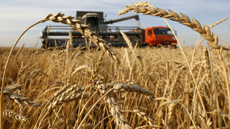 Si mund të shmanget një krizë tjetër ushqimore globale? wheat 1