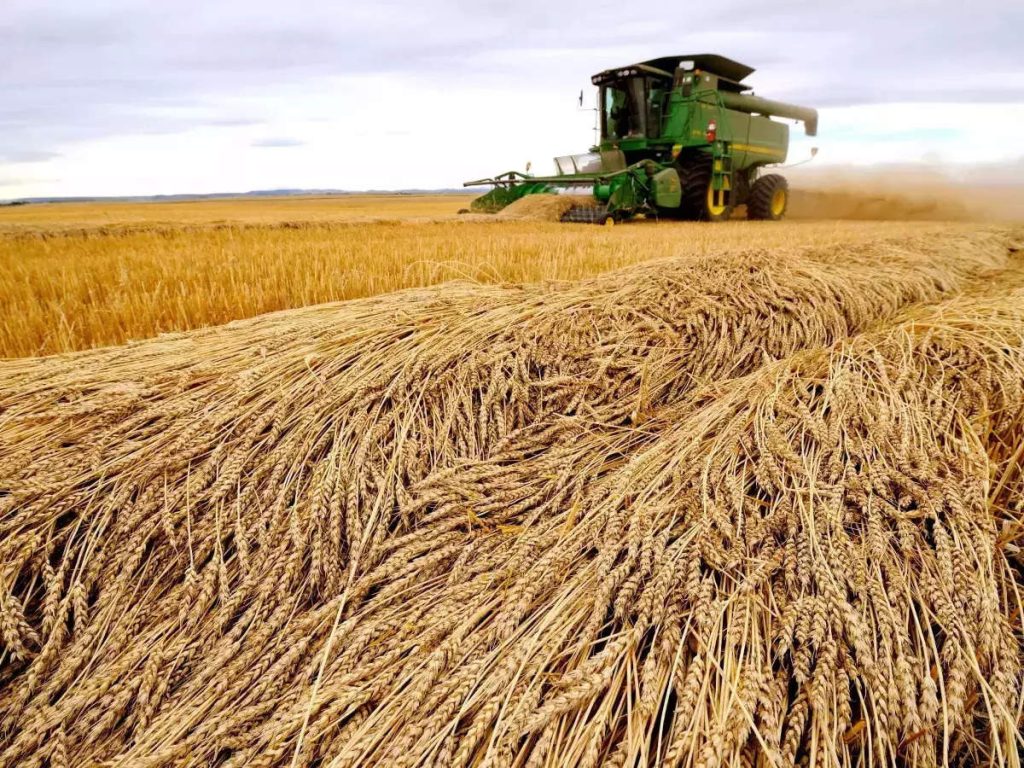 Çmimet e ushqimeve mund të rriten deri në 20% si pasojë e luftës wheat