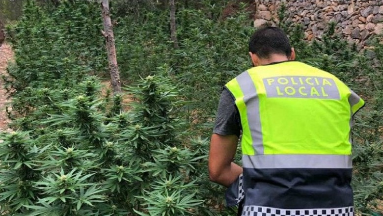 Autoritetet spanjolle arrestojnë shqiptarin me 10 ton drogë, cilësohet si trafikanti më i madh i hashashit për 2021-in 1569417964 po