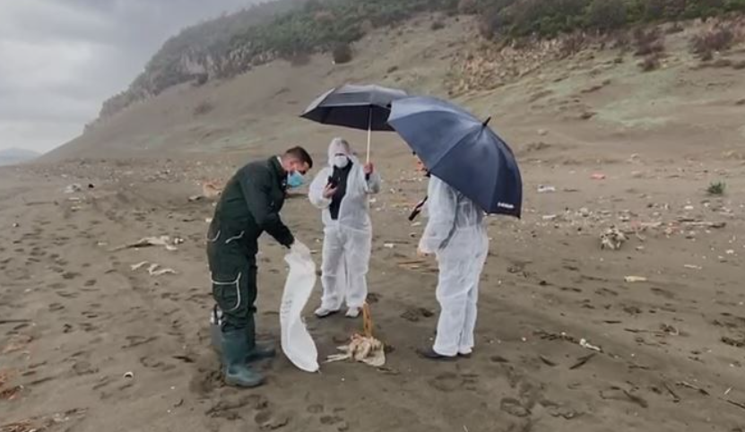 Pulat e ngordhura në bregdetin e Shëngjinit, eksperti: Gjetëm vetëm 4 pula Untitled 29
