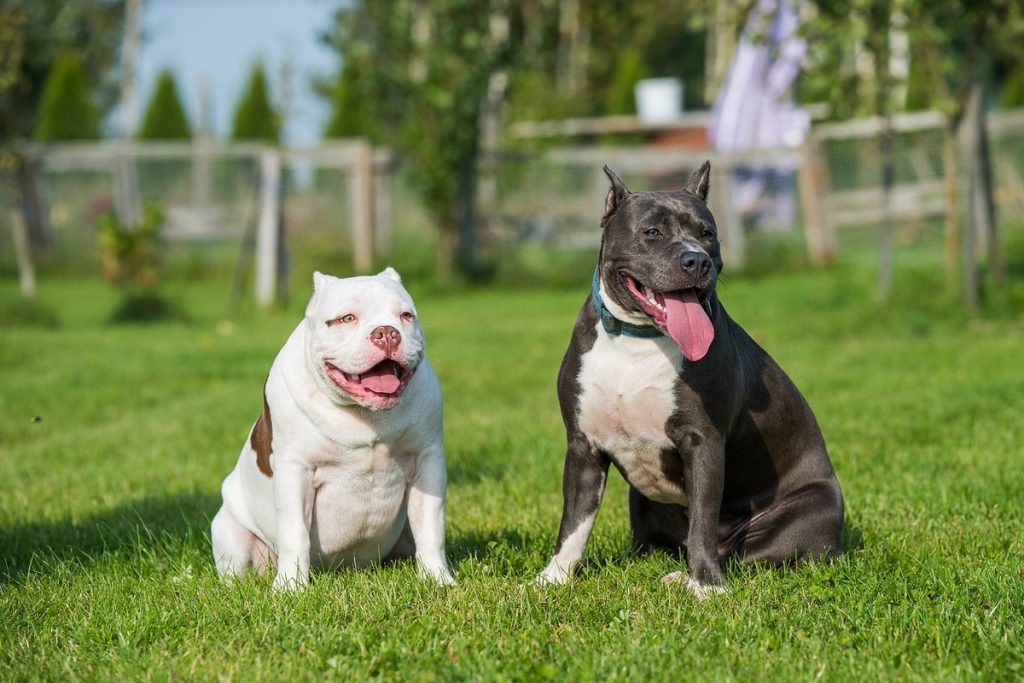 Dy qen “pitbull” sulmojnë gruan në Tiranë, arrestohet pronari What are the different types of pit bulls