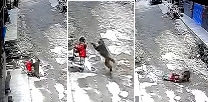 Momentet kur majmuni rrëmben fëmijën nga biçikleta (Video) mamama 1