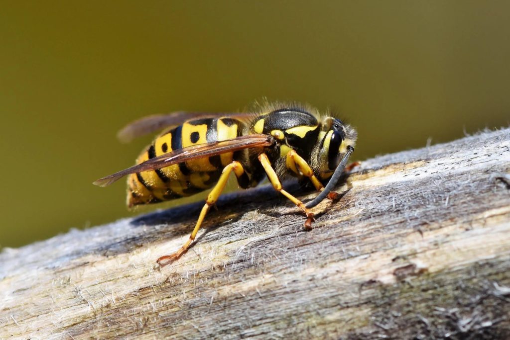 Një 68-vjeçare humb jetën nga pickimi i grerëzës hornet 3350248 scaled 1