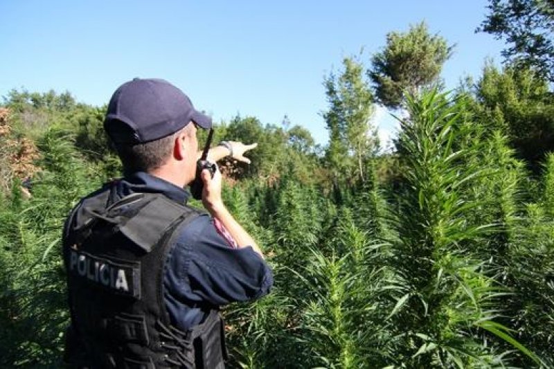Policia nis aksionin antidrogë në të gjithë vendin 20201005110004 art