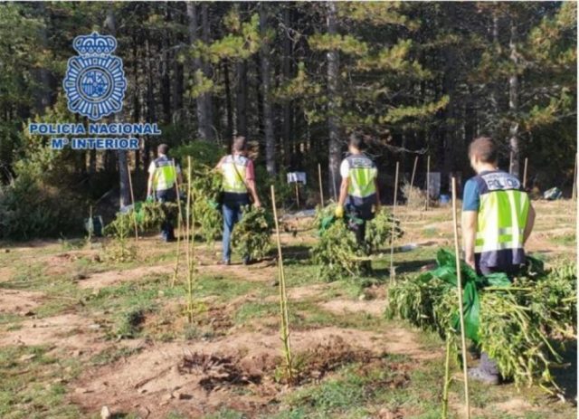 Spanjë/ Shkatërrohet grupi shqiptar, sekuestrohen mbi 3 mijë rrënjë kanabis SPA