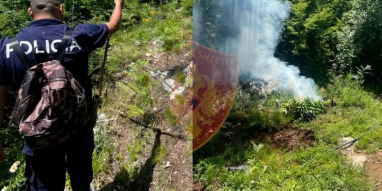 “E mbolli hashashin për sherebelë”/ Nusja i lë fajin, vjehrra justifikohet: Shkova të blija farë për speca e domate hashash 750x375 1