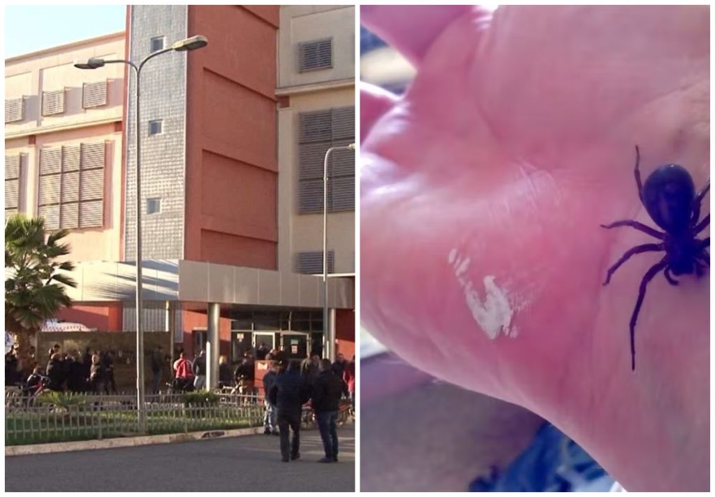 Merimanga e zezë pickoi 50-vjeçarin në Rrogozhinë, reagon QSUT: E kemi kundërhelmin, por… qsut merimanga
