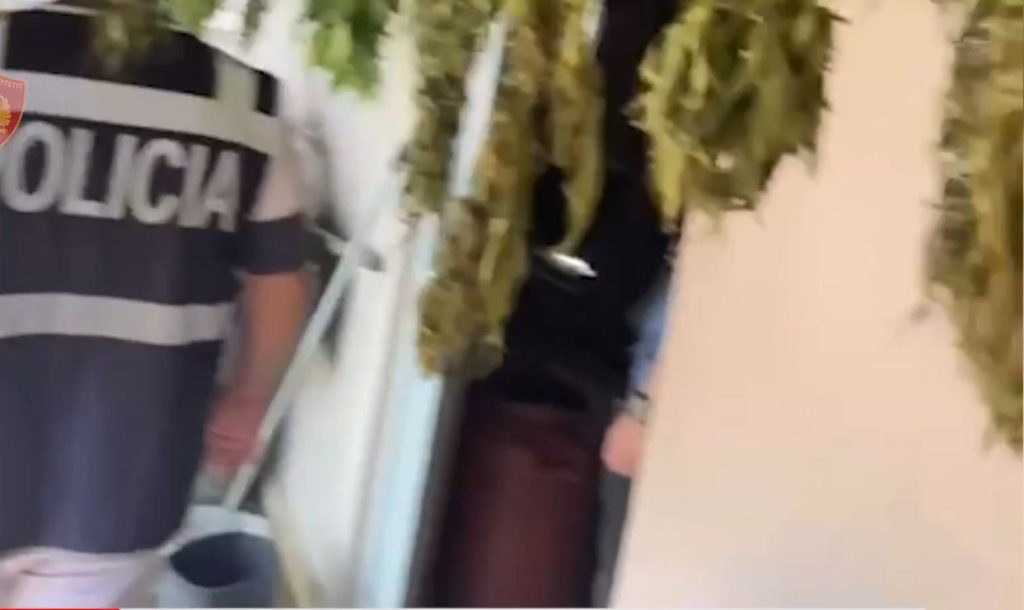 Shtëpi bari në Fier. Policia gjen heroinë, kanabis dhe armë (VIDEO) Capture 3