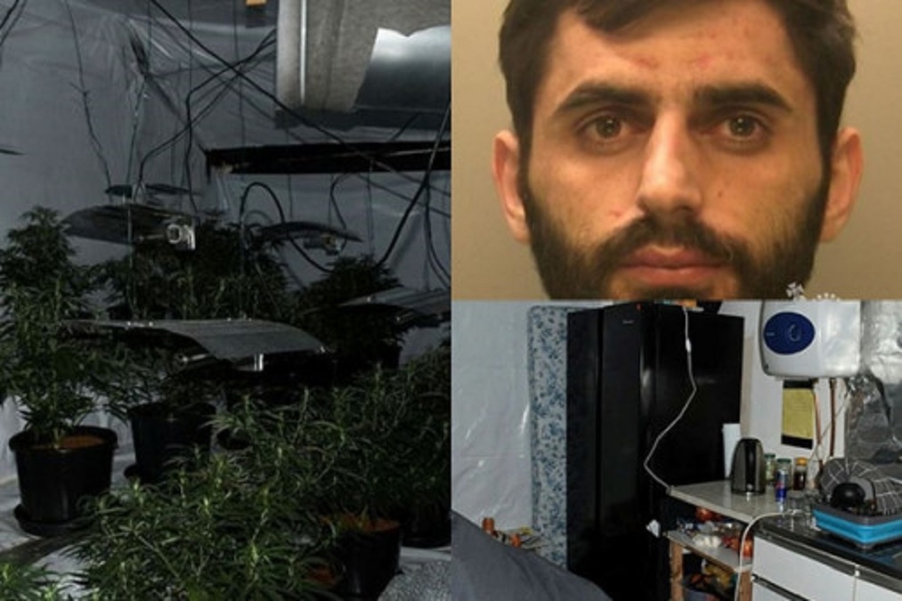 Shqiptari kapet mes “xhunglës” së kanabisit në Angli/ 26-vjeçari jetonte si skllav: Punoj si kopshtar se duhet të shlyej borxhin ndryshe do më vrasin familjen shqiptari1