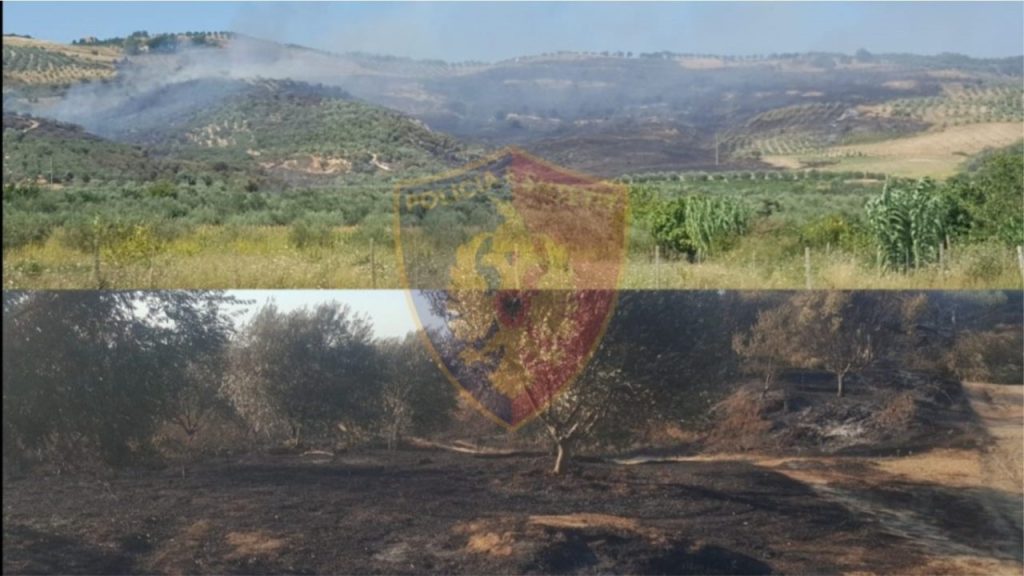 Ndodh në Lushnje. I vuri zjarrin tokës, por që flakët dogjën sipërfaqet me ullinj të të tjerëve zjarri 1 1280x720 1