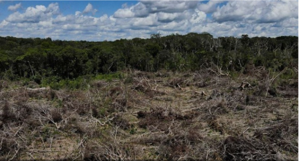 Shpyllëzimi në Amazonë arrin në nivele rekord Amazoon