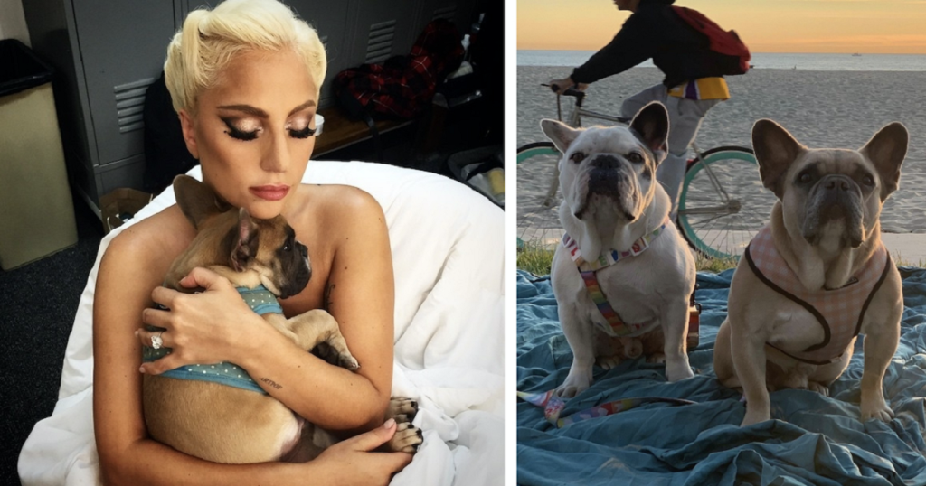 Dënohet me 4 vite burg 20 vjeçari që rrëmbeu qentë e Ledi Gagës Lady Gaga