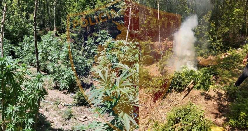 53-vjeçari kapet duke vaditur kanabisin në një fshat të Lezhës hu