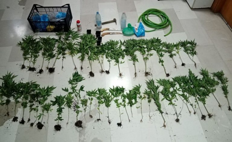 Policia greke zbulon plantacionin me drogë dhe një arsenal armësh, pjesë e bandës edhe një shqiptar kannavi krapsi 768x471 1