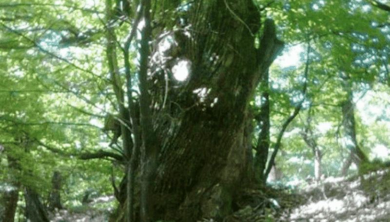 Një person bie aksidentalisht nga pema dhe ndërron jetë 800 0 6336f58c2996e