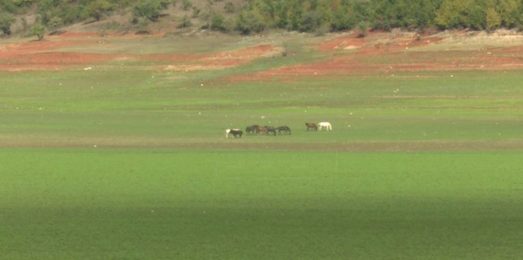 FOTO/ Thahet liqeni i Fierzës, kthehet në një kullotë për lopët 1 Capture 69