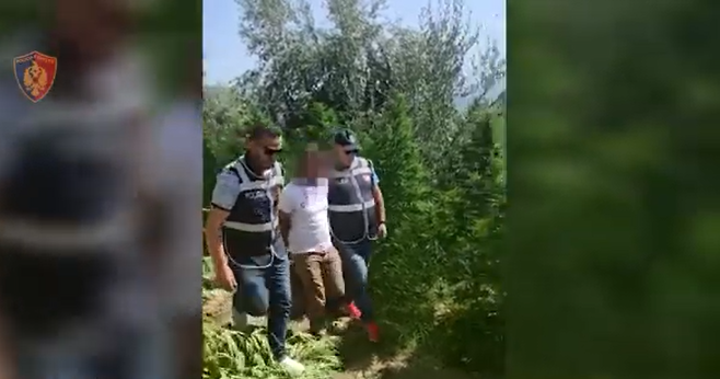 Kultivoi kanabis në pronën e tij, arrestohet 39-vjeçari në Mallakastër kanabis