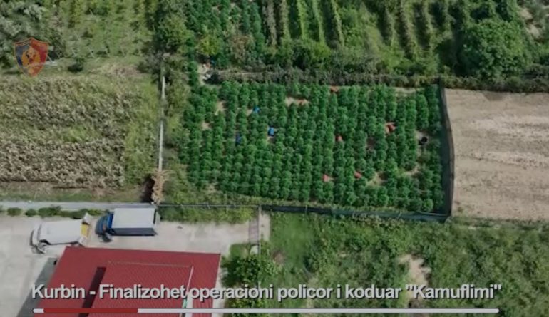 Kishte mbjellë drogë mes shkurreve, pranga të riut në Kurbin kurbin 770x445 1