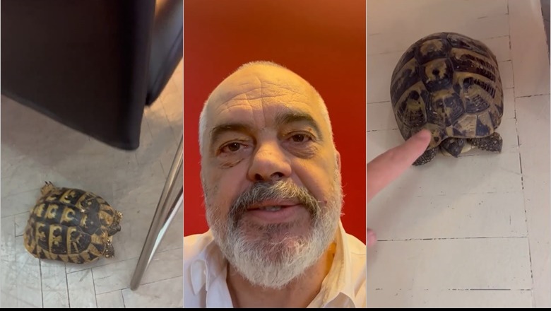 Përkëdhel breshkat në selinë e PS, Rama: Nisim rrugën drejt një fitoreje të re. Javë të mbarë, me sa më shumë shi 1665988462 page