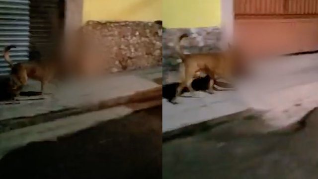 VIDEO/ Qeni ecën rrugëve të qytetit të Meksikës me një kokë njeriu në gojë 640 0 inl4012l 720 1667039311 1