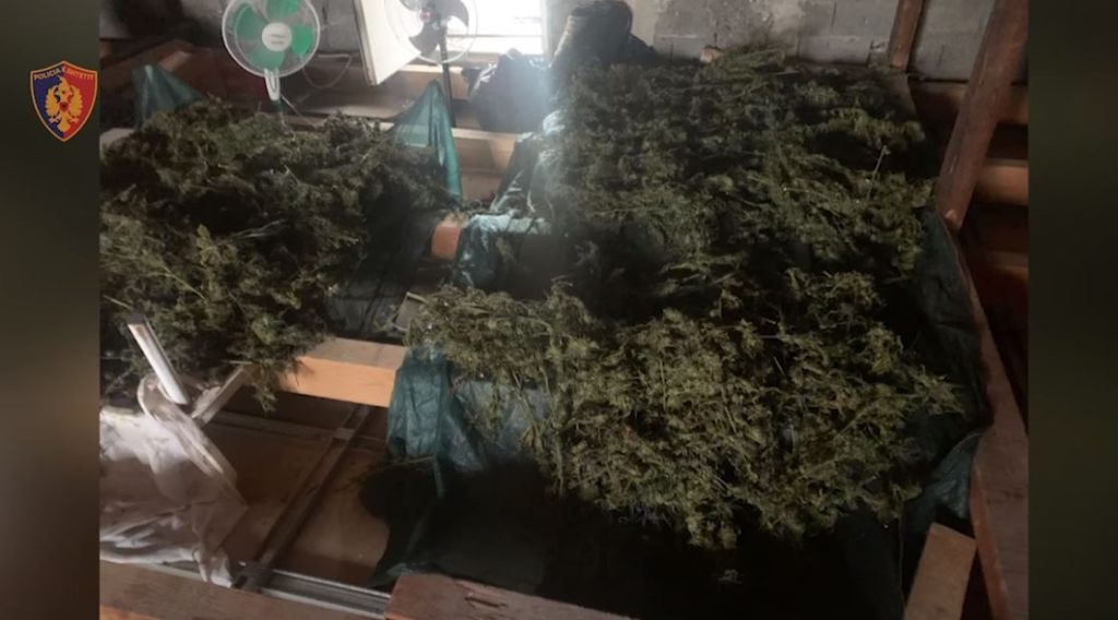 Sekuestrimi i 270 kg kanabis në Shkodër/ Shkon në 34 numri i të ndaluarve KANABISI
