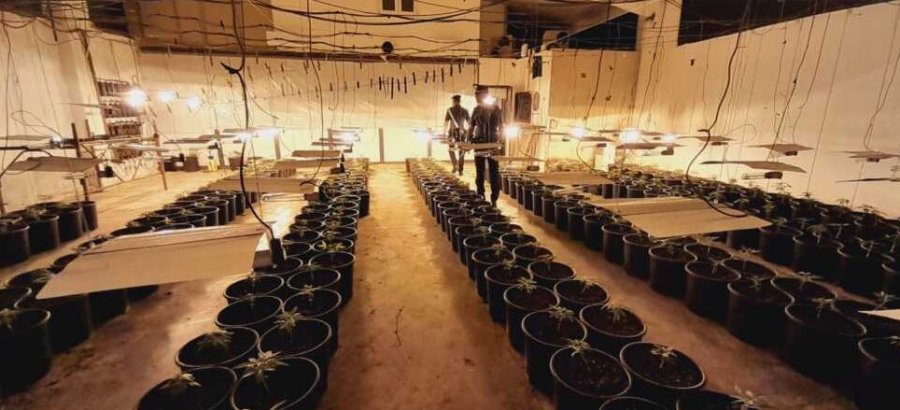 Plantacion kanabisi në një magazinë të braktisur/ Arrestohet 37-vjeçari shqiptar në Itali auto PLS1665248195
