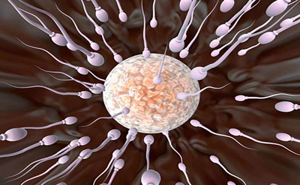 Rastet e infertilitetit në rritje. Sëmundjet dhe infeksionet mund të ndikojnë në fertilitetin tuaj bahceci blog shqiptar infertiliteti i meshkujve