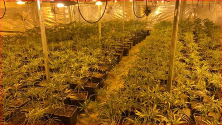 Kishte kthyer banesën në plantacion kanabisi, autoritetet spanjolle arrestojnë shqiptarin dfgsfsfgsfd