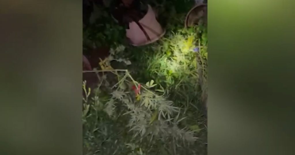 Mbushën Krujën me kanabis, arrestohen 5 persona dhe sekuestrohen shuma të mëdha parash kanabis