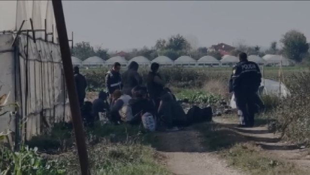 Fermë kanabisi në Berat, 80 gra shoqërohen në komisariat. Dërgohen me autobus 640 0 1668080379xferma e kanabisisr 405