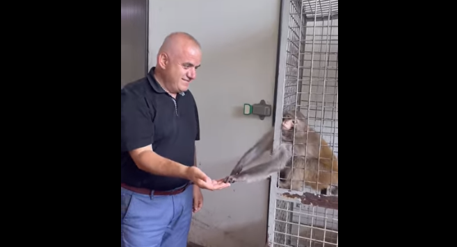 Artan Hoxha thumbon Ardit Gjebrean: Duhet gjetur një moderator për marketing se u ka rënë reputacioni bananeve artan