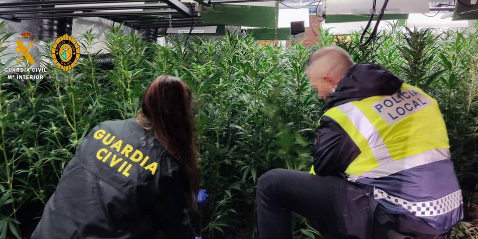 Zbulohet plantacioni i marijuanës, arrestohet çifti shqiptar në Spanjë 1 5c898a69