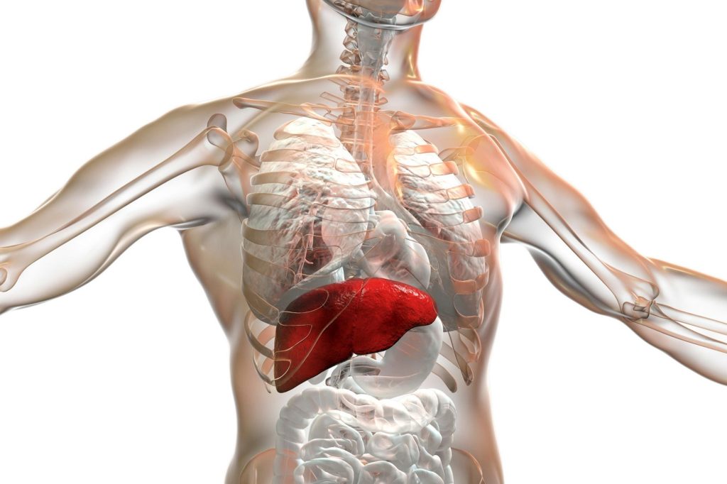 Mëlçia yndyrore mund të dëmtojë trurin Human Liver