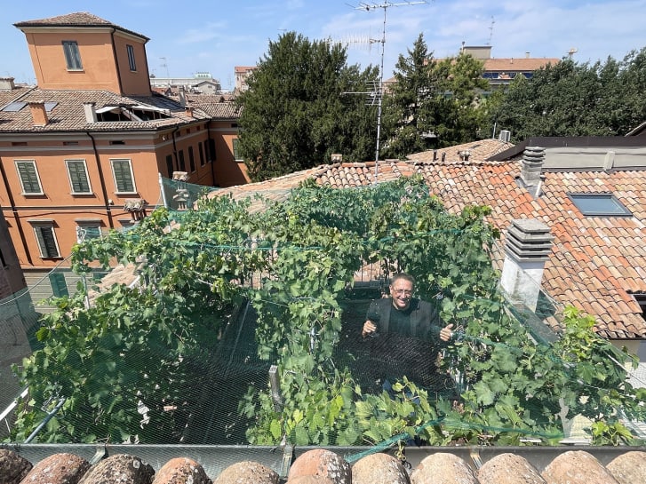 FOTO/ Vreshti më i vogël në botë, por një shishe kushton plot 5 mijë euro 1 vera3