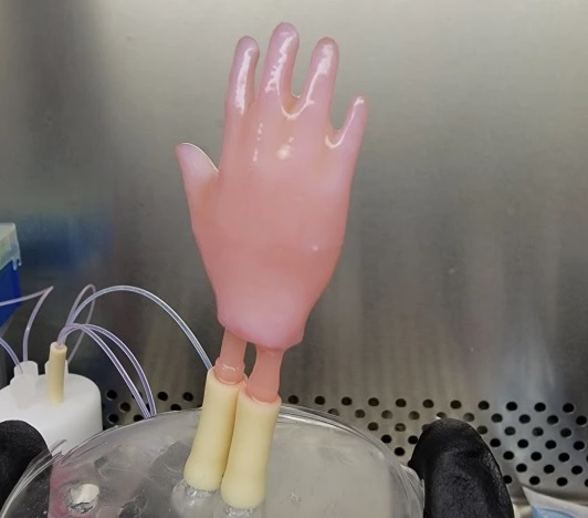Shkencëtarët ia dalin të rrisin lëkurën artificiale në formën e dorës në më pak se një muaj 1 dora2